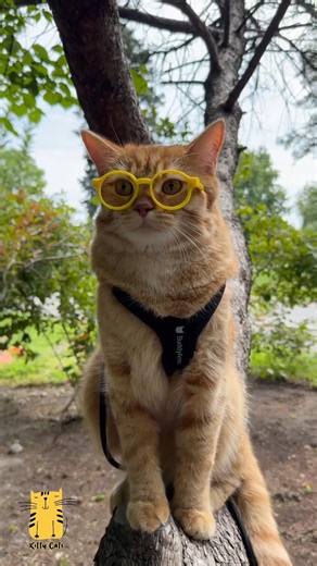 Cat Lovers Won't Be Able to Scroll Past This! ❤️🐱 #shorts #funny #cats