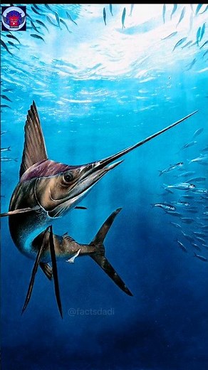 Black Marlin: The Ocean's Fastest Predator Revealed