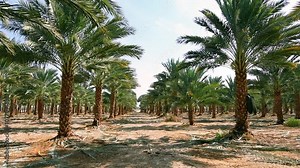 Plantation of date palms for healthy and GMO free food production. Date palm is iconic ancient plant and famous food crop in the Middle East and North Africa, it has been cultivated for 5000 years