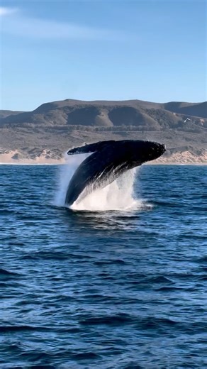 Humpback season might be winding down, but it’s not over yet! Here’s just a taste of what we experienced yesterday 12/7/25 🤯 Three humpbacks breached and slapped their pectoral fins numerous times, to the delight of passengers 😍 The gorgeous coastline of Montaña de Oro state park was the perfect backdrop to such and incredible wildlife show. I guess you could say that Christmas came early to Morro Bay. We try to go out daily, as long as we have enough demand. Give us a call ☎️ at 805-772-9463,
