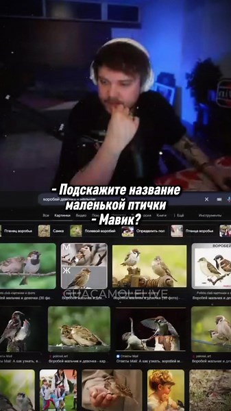 Guacamole Recipe with Guacamolemolly on Twitch