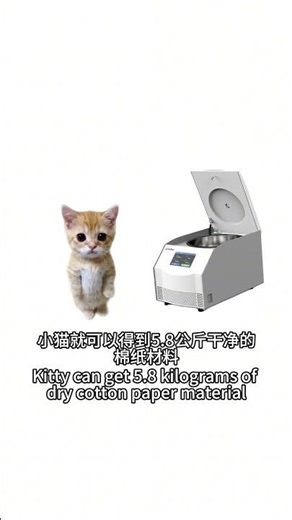 小猫发现了地球无限金钱的bug|Kitty explains Infinite Money Glitch #everydaytips #cat #fyp #funny #finance #memes