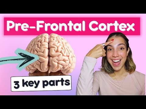 The Prefrontal Cortex Explained (3 Key Parts You Should Know!)