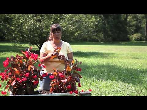 How to Propagate Thick-Stem Begonias : Begonias