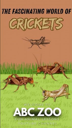 10 Amazing Cricket Facts for Kids: Discover These Chirping Insects! | ABC ZOO Fun Animal Lessons