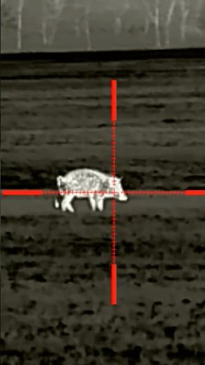 Hog’s last poop! Thermal Hog Hunting #hunting #thermalhunting #outdoors