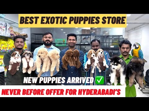 CHEAPEST & BEST PURE BREED PUPPIES IN HYDERABAD | NEVER BEFORE OFFER