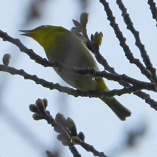 メジロの鳴き声 さえずり