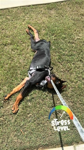 Understanding Doberman Pinscher Behavior and Care