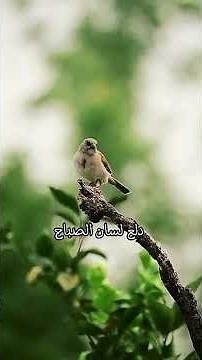 اجمل دعاء الصباح بصوت الشيخ فاضل المالكي || اللهم صلي على محمد وآل محمد ❤ #دعاء_الصباح #ذكر_الله