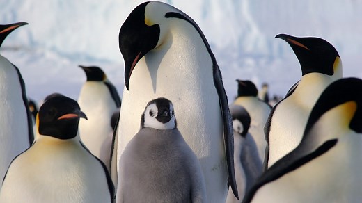 Emperor Penguin