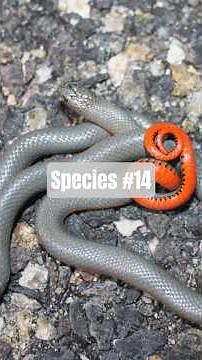 Ring-necked Snake in Arizona #allarizonareptiles #snake #herping