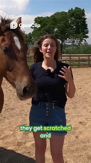 Horse Training Secret - Make Your Horse Love You!