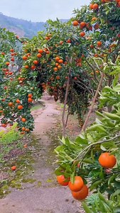 24K reactions · 995 shares | Oranges  Orchards Plantation farm's walkthrough video | Zortrax Agriculture Corporation | Facebook