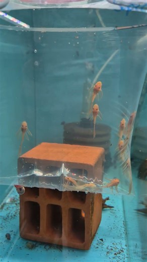 Yeniler 25.03.2026 Vatoz & Discus