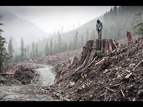 IF A TREE FALLS 2011