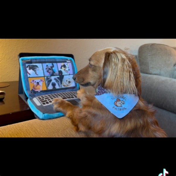 5.4K views · 957 reactions | Zoom calls with disciplinary action involved are the worst. BARK (ps it’s Opposite Day, y’all know Woody would never quit) | Adventures of Woody and Hazel | Facebook