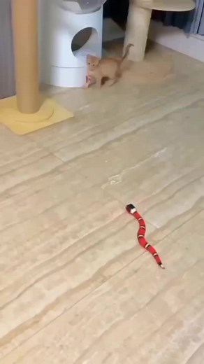 animales graciosos # 3 #funny #funnyvideos #animales #animalesgraciosos #videosdivertidos #funnyviral #viral #viralvideo #animaleslindos #mascotasgraciosas #mascotasdivertidas #videosdehumor #videosdehumor2022 #animalesgraciosos2022 #tendencias2022 #perrosygatos #gatosyperros #funnyvideos2022 #funnyvideos2022😂🤣 #animalescomicos #funnyanimals #funnyanimals2022 #funnyanimalstiktok #funnyanimalsvideos #edit_animals_2022 #videosdeanimalesgraciosos #funnyvideosanimals #partyanimalsclips