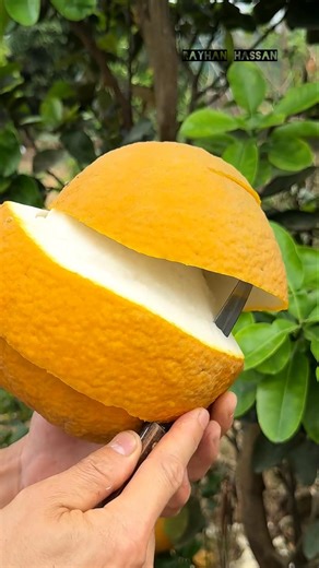 grapefruit peeling skills trick #asmrvideo #shorts #grapefruits