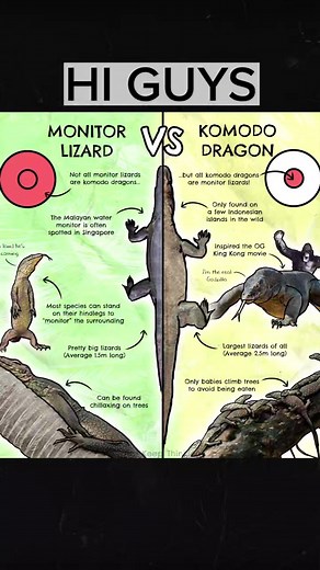 13K views · 398 reactions | Are Komodo dragons and monitor lizards different? #reels #komododragon | Just Keep Thinking | Facebook