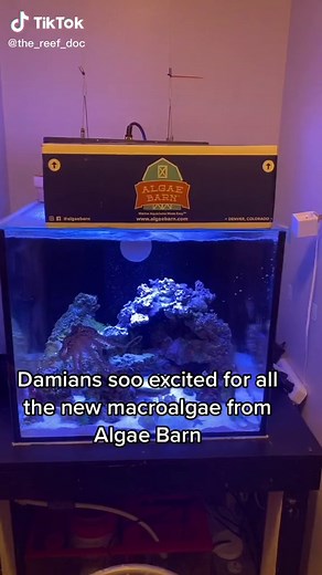 @algaebarn has the cleanest and healthiest variety of macros around! #damiantheocto #octopus #thereefdoc #algaebarn #reeftank #reeftok