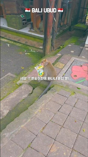[인도네시아 여행/ 발리 여행] 오늘의 명소 📸 📍우붓 몽키포레스트 옆 도로(Monkey Forest)✅️ 우붓 몽키포레스트 옆 도로에서 바나나 강탈당한 썰! #발리여행 #우붓