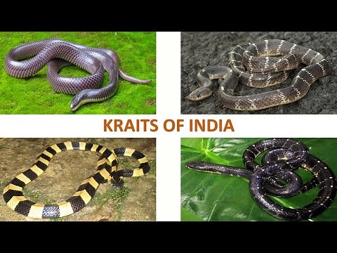 Kraits of India 🇮🇳 | Snakes | Indian Reptiles