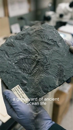 Massive shale landslide led us to an incredible fossil-filled discovery #ancientengineering #history