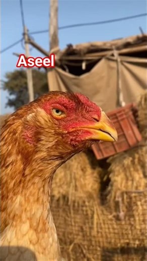 aseel chicken 🐔#aseelmurga #aseel #chicken #shorts #shortviral