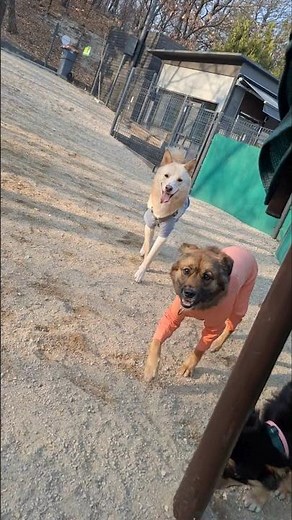 술래잡기 놀이 #강아지일기