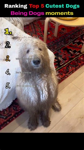 Ranking Top 5 Cutest Dogs Being Dogs moments🥰