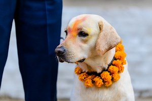 Darling Dogs and Covetous Cats: Sacred Animals in Hinduism