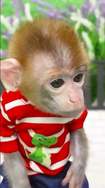 Funny monkey videos #funny #fun #monkeyfunny #funnyvideos #babyfunny
