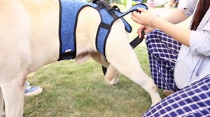LIANZIMAU Dog Sling for Large Dogs Adjustable Hind Leg Support Lift Harness Senior Canine Mobility Aid Carrier for Back Legs Walking Rehabilitation