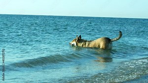 A beautiful dog runs to swim in the ocean. The dog swims in the water on vacation.