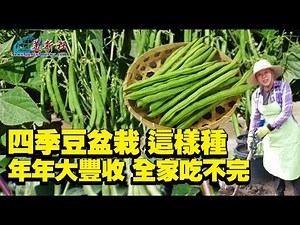 No need for a garden , Growing Green beans in this way, will grow like crazy