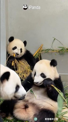Might Be The Most Relaxing Thing You'll See Today | iPanda #shorts #HKpanda
