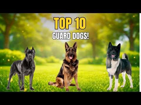 Top 10 Guard Dog Breeds For Beginners!