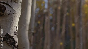 Falling Leaves and Close Up Of Aspen Tree Trunk With Shallow Depth of Field - Blurred Background Copy Space. Leaves are 3D Animation