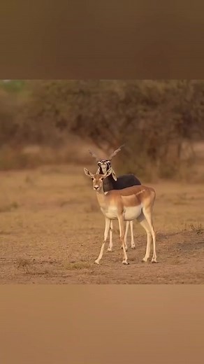Stunning Antelope Meeting During Breeding Season