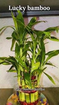 Lucky bamboo tips, how to take care bamboo 🎍 plant indoor #lucky_bamboo #bamboo #water_plant