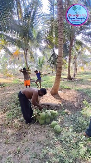 15K views · 10K reactions | . . . . . . . #coconut #food #foodie #foodporn #vegan #dessert #chocolate #homemade #foodphotography #yummy #coconutoil #healthyfood #healthy #foodblogger #coco #delicious #organic #mango #strawberry #coconutwater #love #pineapple #instafood #banana #natural #healthylifestyle #beach #skincare #icecream #sweet | Hakkim Rani | Facebook