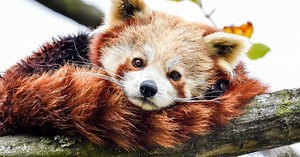 Pandka ruda, panda mała, panda czerwona. Każdy by chciał ją mieć w domu