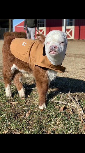 Mini Hereford Cows Embrace Fall Vibes in Carhartts