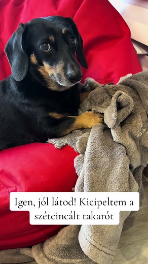 Vicces tacskó kalandok és vicces rajzok