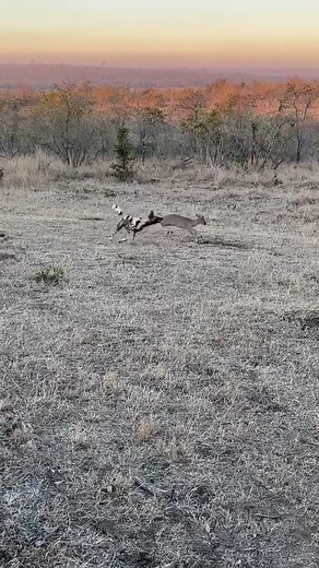 Dogs attack fawn! #wildlife #natural #africa #NLlionesAs | NL Liones AS