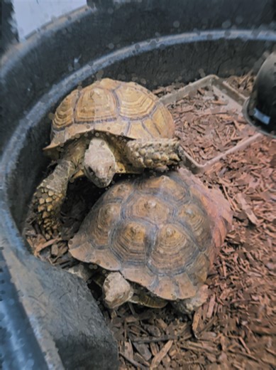 My Favorite fish store has some of the coolest repitles. This is Shelly and Speedy and they are inside for the winter. #Tortouise #Turtle #PetStore #Reptile #TurtleTok