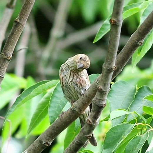 Female House Finch Call Sound - #shorts