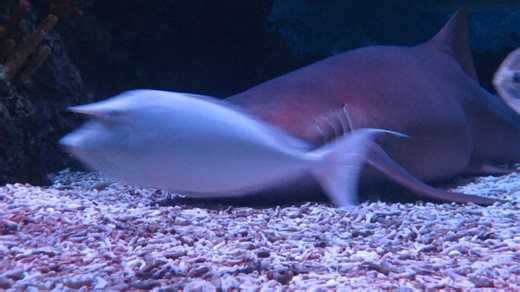 2.4K views · 18 reactions | Today a team of LEGOLAND volunteers supported the Global Beach Clean by litter picking in the local area; collecting 50kg of waste, including 2 bicycle frames! Visit Deep Sea Adventure on your next visit to meet some of the amazing creatures we're protecting on our mission to keep our oceans clean and find out more about the Sealife Trust here: https://fal.cn/3yVT7 | Official LEGOLAND Windsor | Facebook