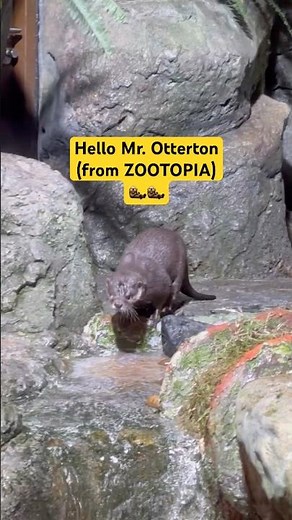 🦦I found Mr. Otterton from Zootopia #sealifeaquarium #paragon #otter